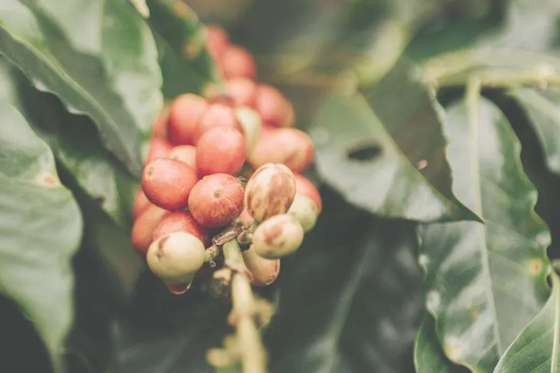 Absoluto de Café (Coffea arabica L.) (Tostado)