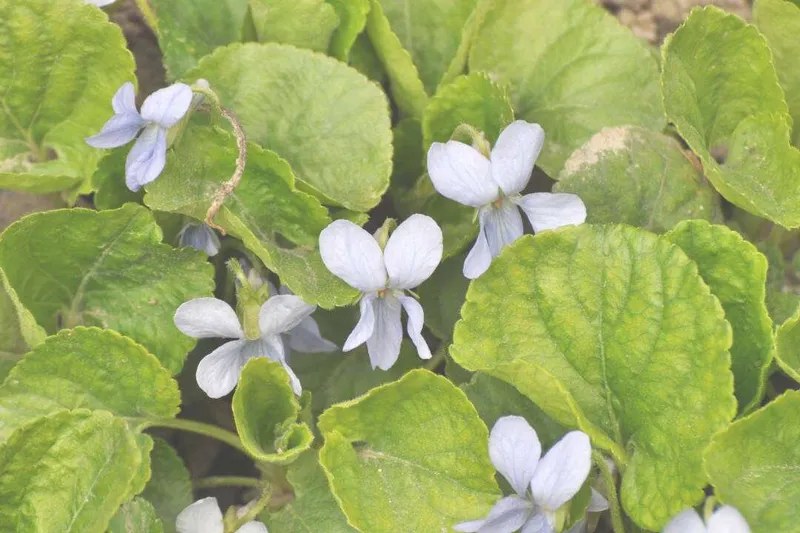 Absoluto de Violeta (Hojas) (Viola odorata L.)