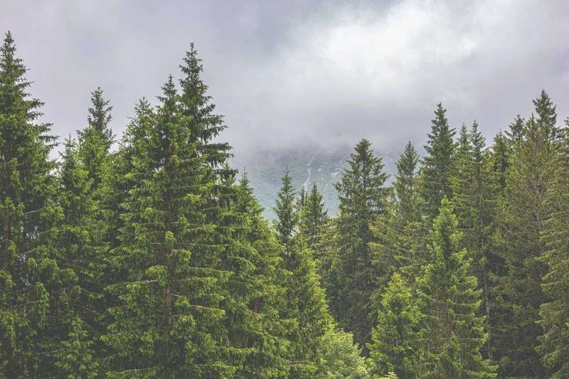 Aceite Esencial de Abeto Blanco (Abies alba Miller)