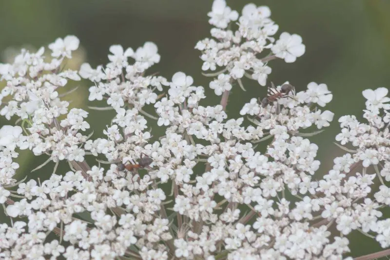 Aceite Esencial de Ajowan (Trachyspermum ammi L.)