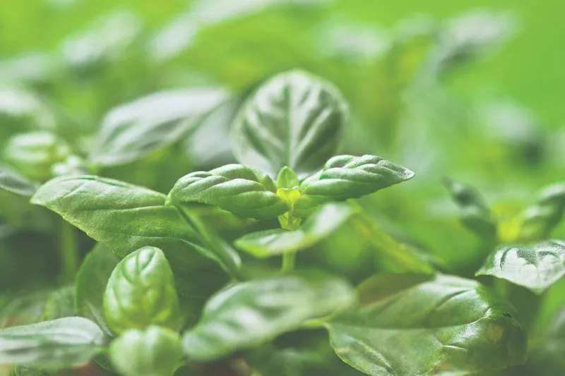 Aceite Esencial de Albahaca Linalol (Ocimum basilicum L.)