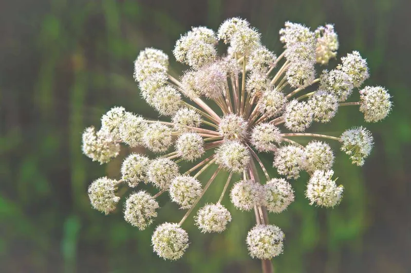 Aceite Esencial de Angélica (Angelica archangelica L.)