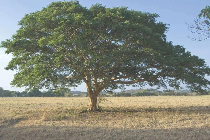 Aceite Esencial de Bálsamo de Copaiba (Copaifera officinalis L.)