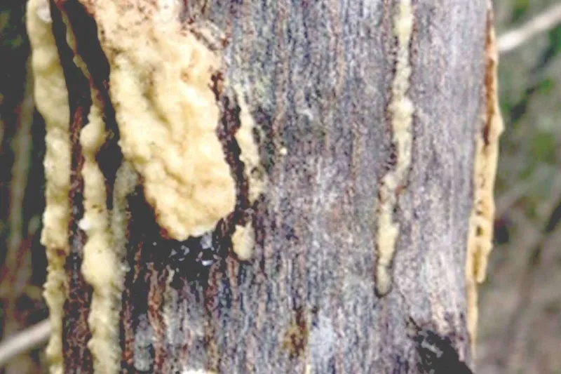 Aceite Esencial de Benjuí (Styrax tonkinensis Craib)