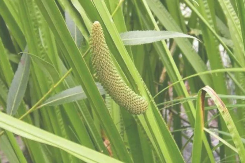 Aceite Esencial de Cálamo (Acorus calamus L.)