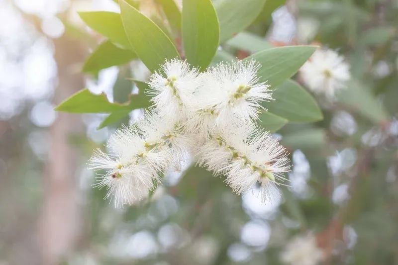 Aceite Esencial de Cayeput (Melaleuca cajuputi Powell)