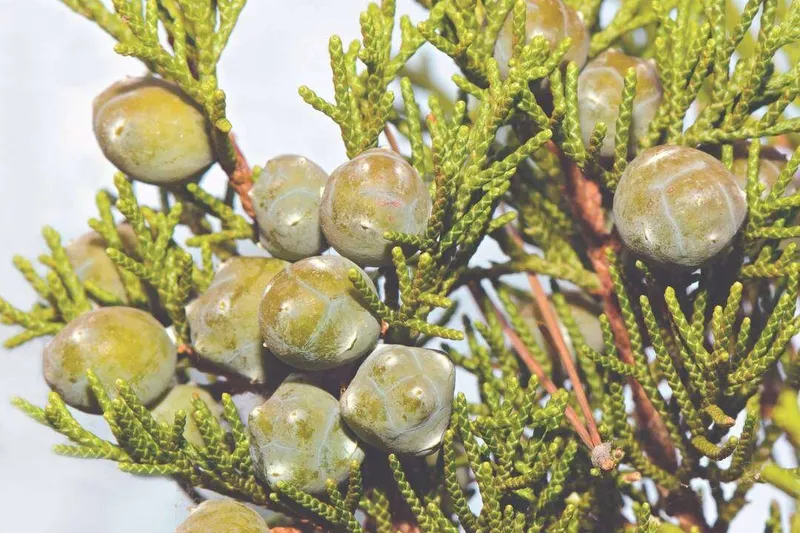 Aceite Esencial de Ciprés (Cupressus sempervirens L.)