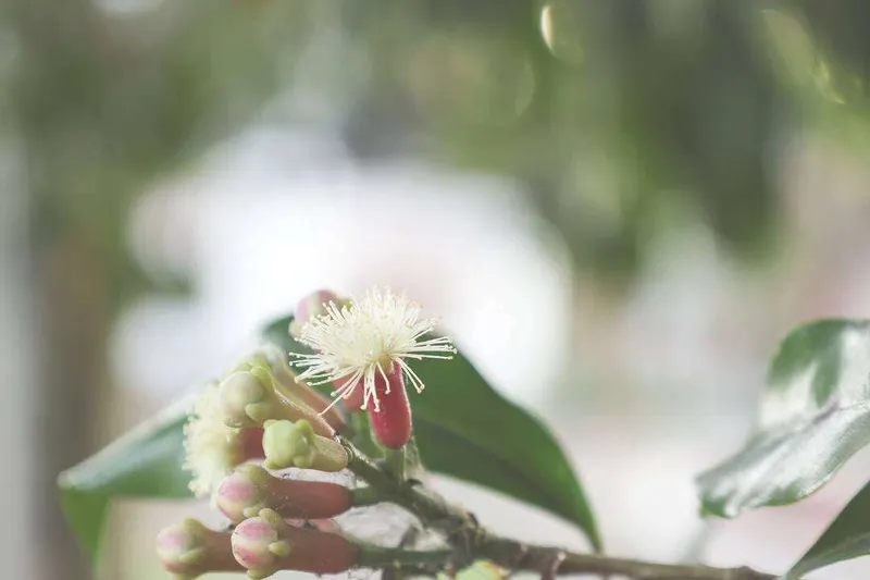 Aceite Esencial de Clavo Especia (Syzygium aromaticum L.)