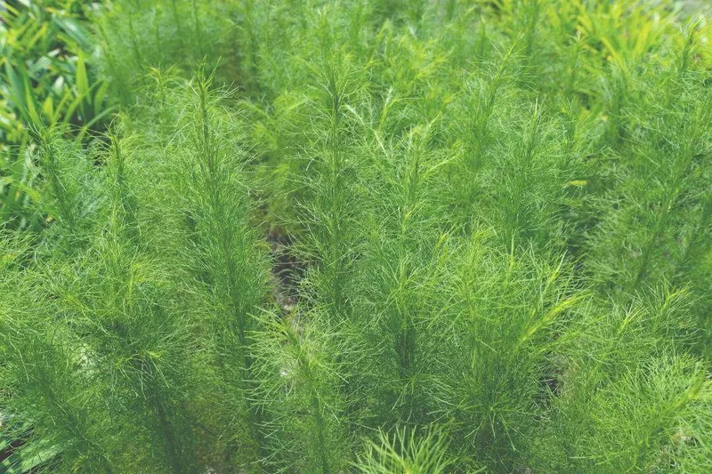 Aceite Esencial de Comino (Cuminum cyminum L.)