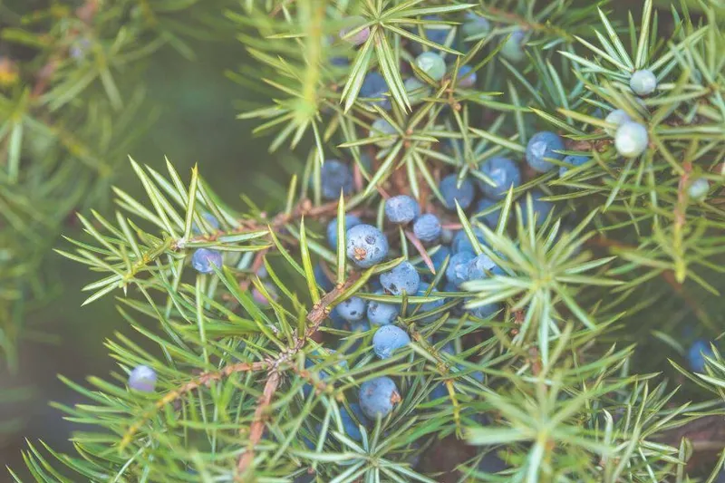 Aceite Esencial de Enebro Bayas (Juniperus communis L.)