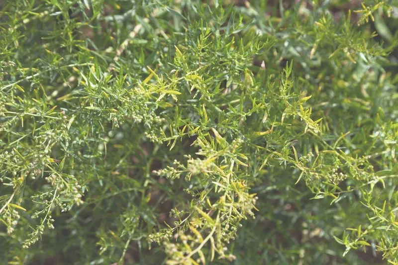 Aceite Esencial de Estragón (Artemisia dracunculus L.)