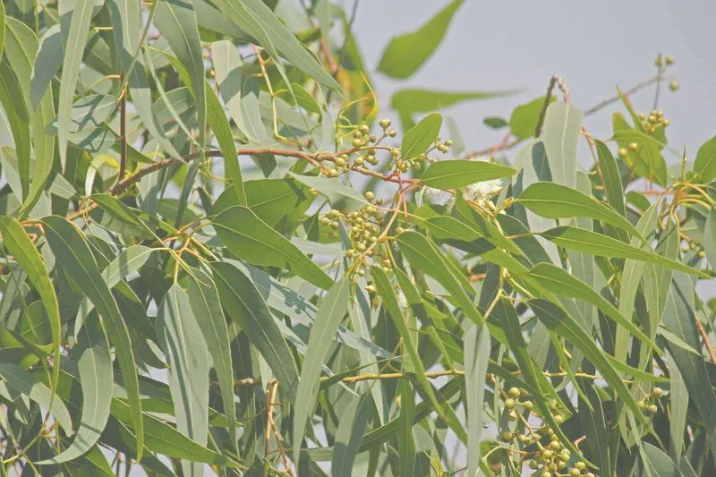 Aceite Esencial de Eucalipto Citriodora (Corymbia citriodora Hook. o Eucalyptus citriodora)