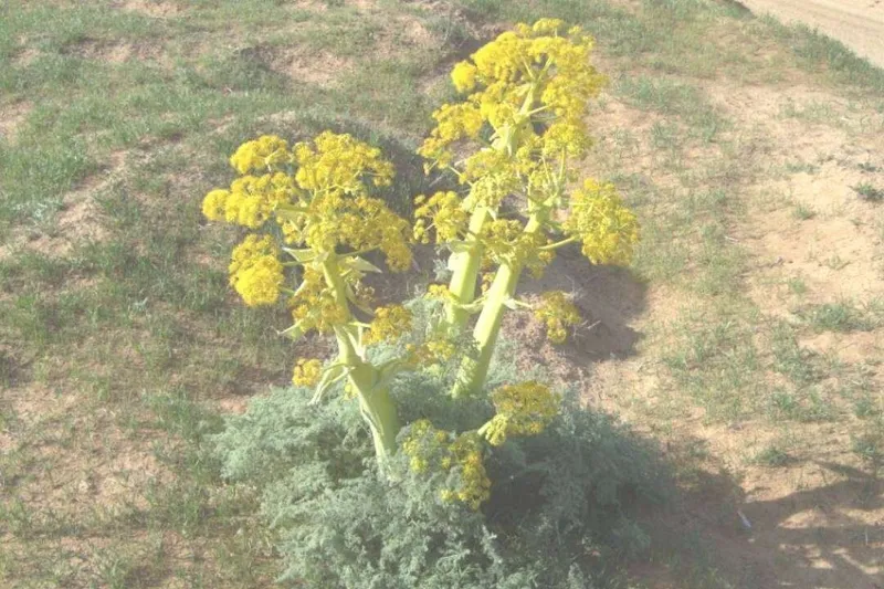 Aceite Esencial de Gálbano (Ferula gummosa Boiss.)