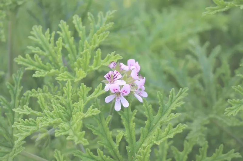 Aceite Esencial de Geranio (Pelargonium graveolens L’Hér.)