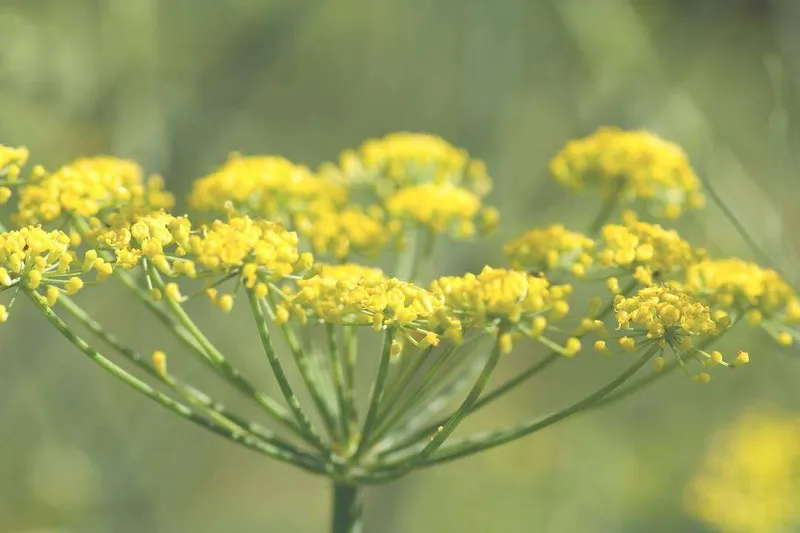 Aceite Esencial de Hinojo Amargo (Foeniculum vulgare Mill. var. vulgare)
