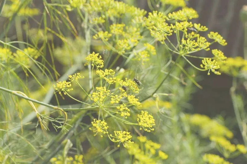 Aceite Esencial de Hinojo Dulce (Foeniculum vulgare Mill. var. dulce)