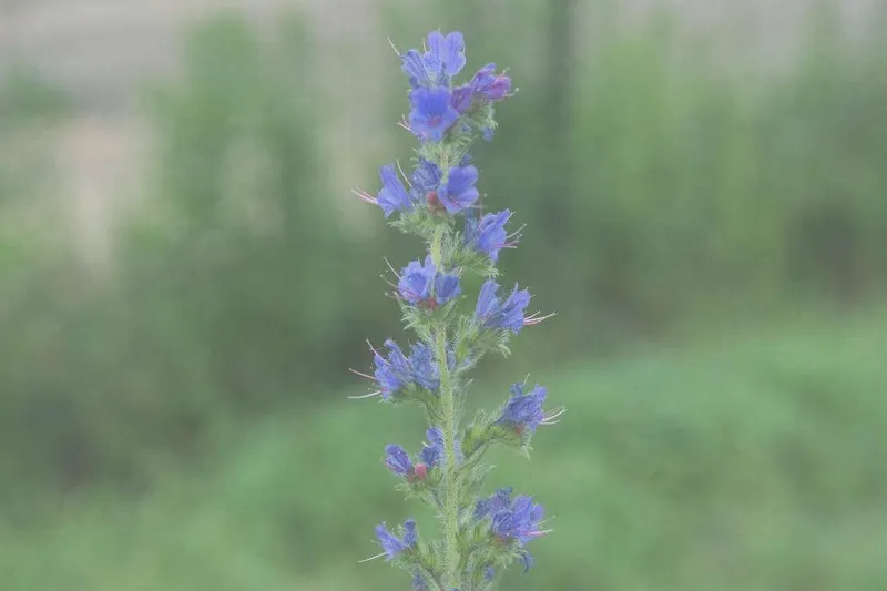 Aceite Esencial de Hisopo Decumbens (Hyssopus officinalis L. var. decumbens)