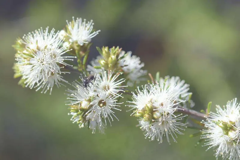 Aceite Esencial de Kunzea (Kunzea ambigua L.)