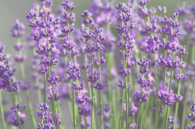 Aceite Esencial de Lavandín (Lavandula hybrida Super)