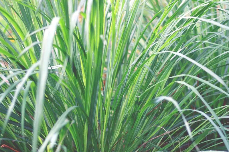 Aceite Esencial de Lemongrass (Cymbopogon citratus L.)