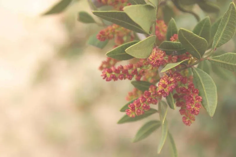 Aceite Esencial de Lentisco (Pistacia lentiscus L.)