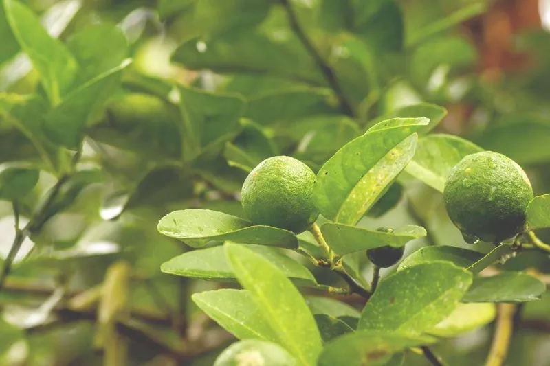 Aceite Esencial de Lima (Citrus aurantifolia Swingle)
