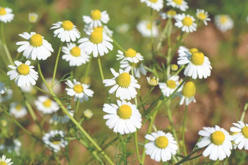 Aceite Esencial de Manzanilla Romana (Chamaemelum nobile L. sin. Anthemis nobilis)