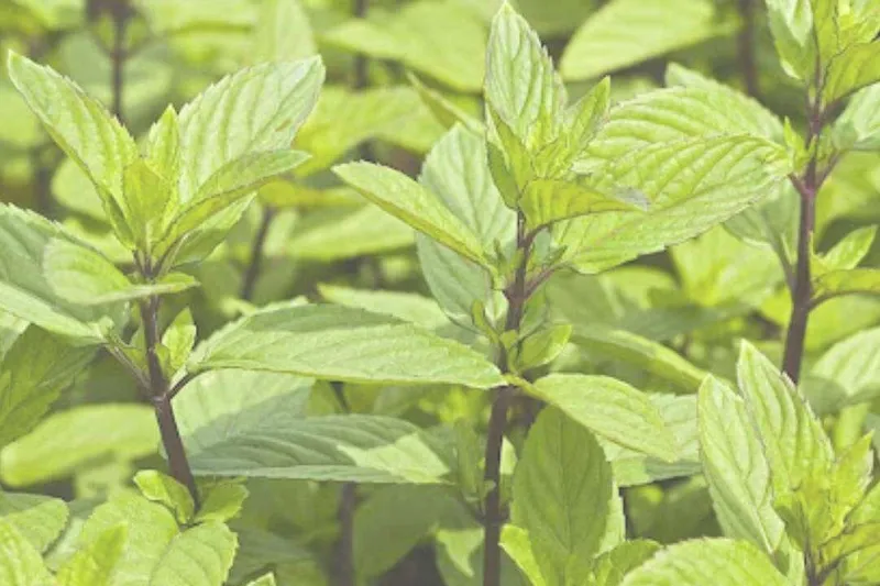 Aceite Esencial de Menta Bergamota (Mentha bergamota Opiz)