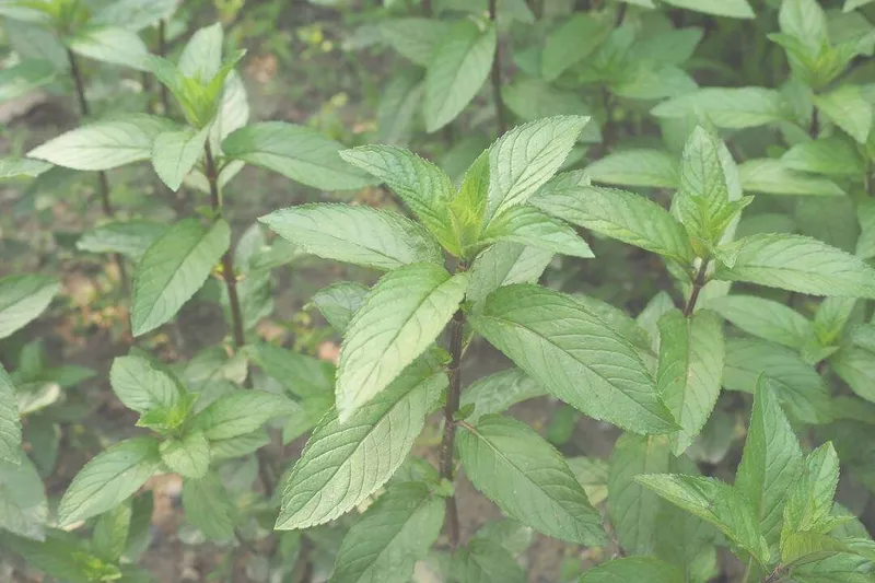 Aceite Esencial de Menta Piperita (Mentha piperita L.)