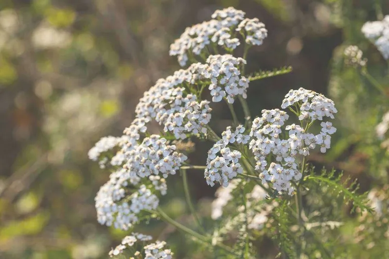 Aceite Esencial de Milenrama (Achillea millefolium L.)