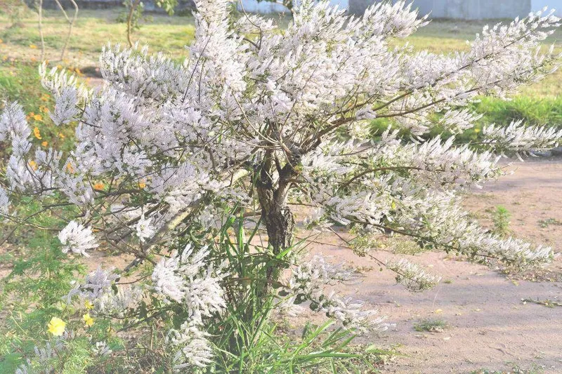 Aceite Esencial de Mirra (Commiphora myrrha (Nees) Engler)