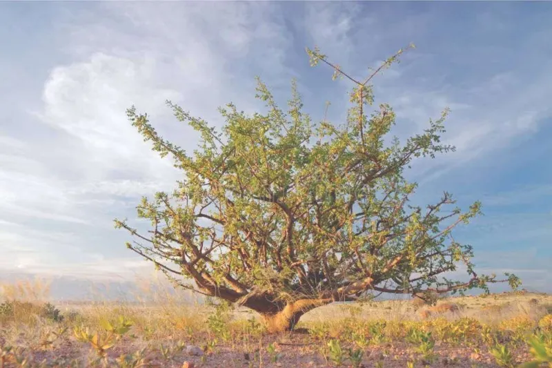 Aceite Esencial de Mirra Dulce – Opopanax (Commiphora guidotti Chiov.)