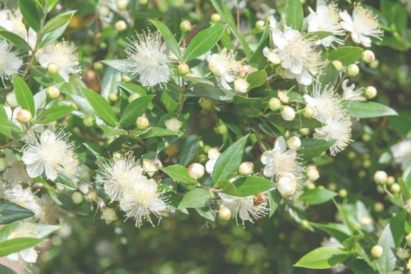 Aceite Esencial de Mirto Verde (Myrtus communis L.)