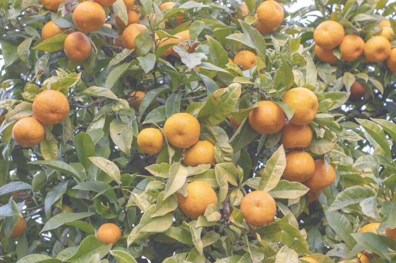 Aceite Esencial de Naranja Dulce (Citrus sinensis L.)