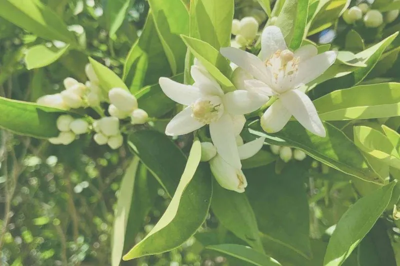Aceite Esencial de Neroli (Citrus aurantium Subesp. amara)
