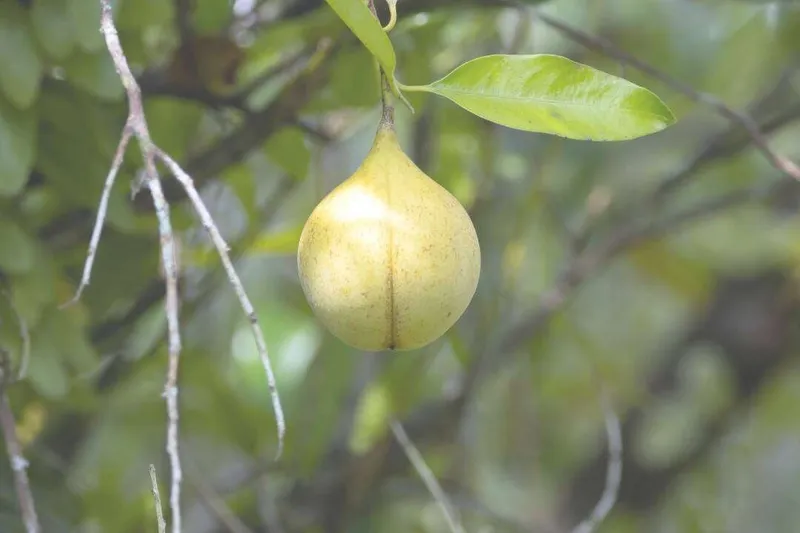 Aceite Esencial de Nuez Moscada (Myristica fragrans Houtt.)