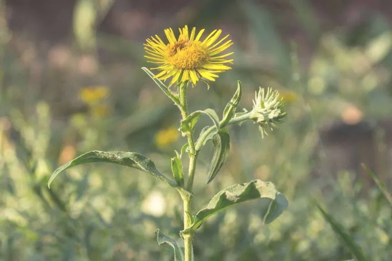 Aceite Esencial de Olivardilla (Inula) (Inula graveolens L.)