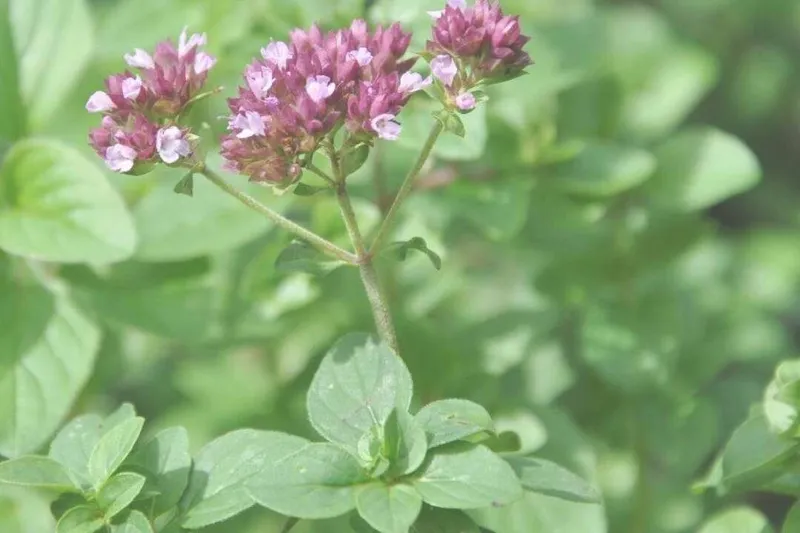 Aceite Esencial de Orégano de Grecia (Origanum heracleoticum L.)