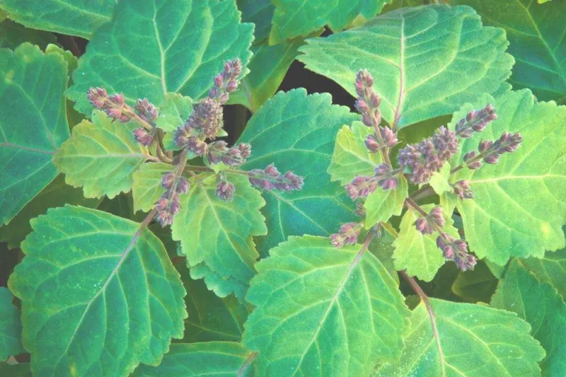 Aceite Esencial de Pachulí (Pogostemon cablin Benth.)