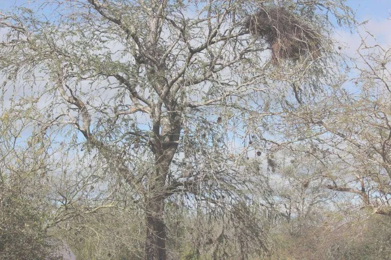 Aceite Esencial de Palo Santo (Guayaco) (Bulnesia sarmientoi Lorentz)