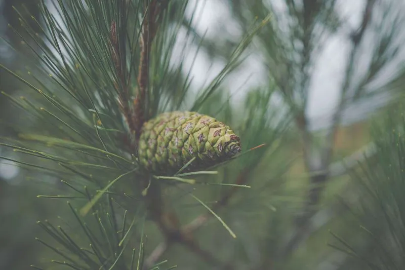 Aceite Esencial de Pino Marítimo (Pinus pinaster Aiton)