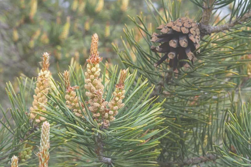 Aceite Esencial de Pino Silvestre (Pinus sylvestris L.)