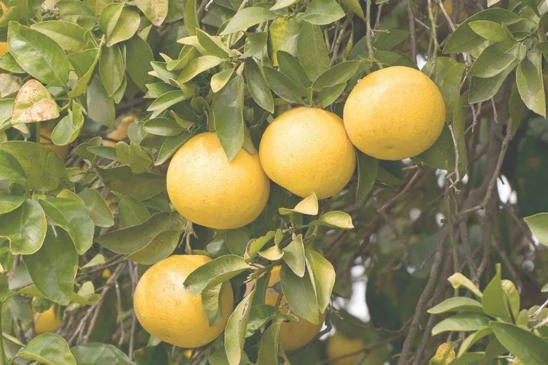 Aceite Esencial de Pomelo (Citrus paradisi Macfad.)