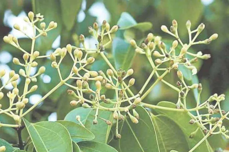 Aceite Esencial de Ravensara Aromática (Ravensara aromatica Sonn.)