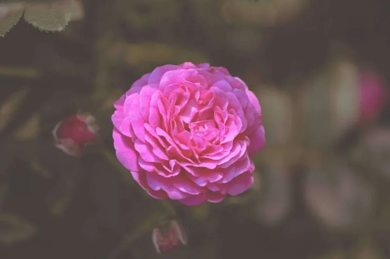 Aceite Esencial de Rosa Damascena (Rosa x damascena Miller)