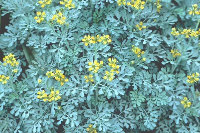 Aceite Esencial de Ruda (Ruta graveolens L.) qt. Nonanona