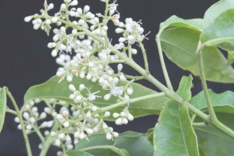 Aceite Esencial de Sándalo Indias Occidentales (Amyris) (Amyris balsamifera L.)