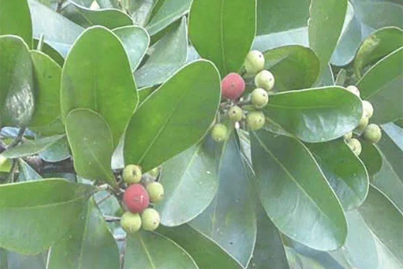 Aceite Esencial de SARO – Mandravasarotra (Cinnamosma fragrans Baill.)