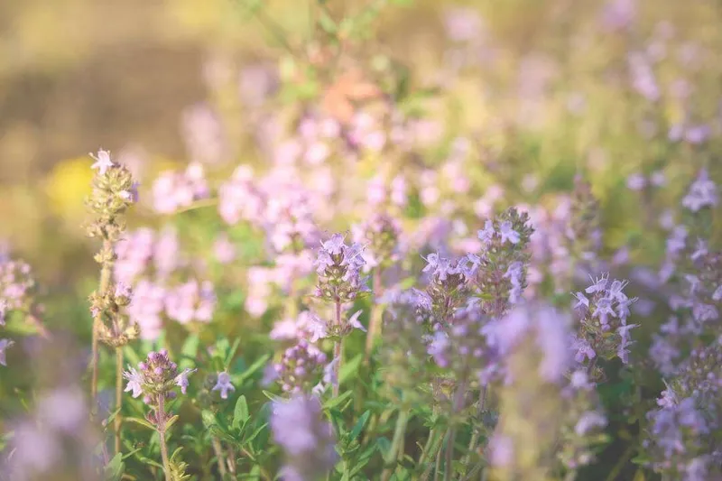 Aceite Esencial de Serpol (Tomillo limoneno) (Thymus serpyllum L.)