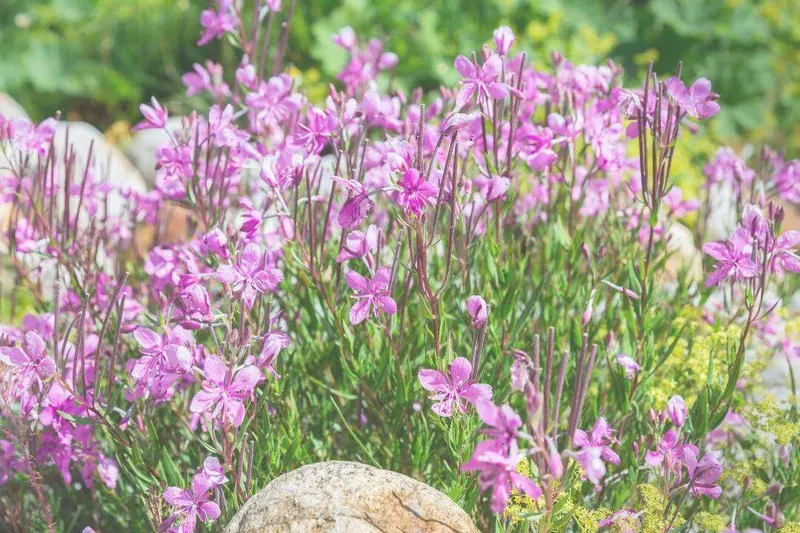 Aceite Esencial de Té de Labrador (Ledum groenlandicum Oeder)